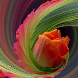 منصور ترصدشعار