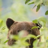 appleorchardbear