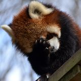 RedPanda