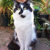 Kaelkitty