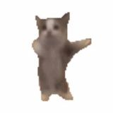 happy cat
