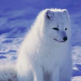 whitefox42