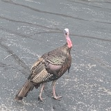 Turkey 