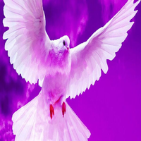 purpledove