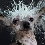 HODL Dawg