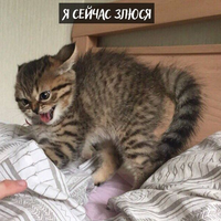Skap