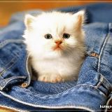Sameer