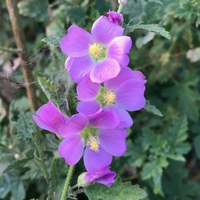 Zionpurple