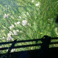 Iniesta Fournier Fox