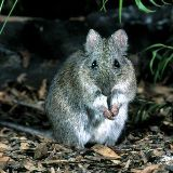 Potoroo