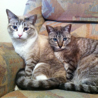 Arthur's Firefox Sync