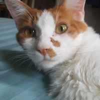 StarCat79