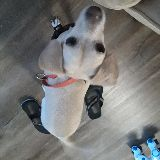 puffinlover7