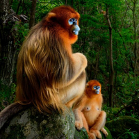 Wall