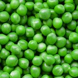 Teddy