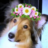 Little Dog