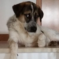 Rogerino II