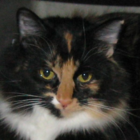 Firefox on Bryan's Devices