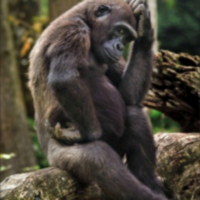 Olden Cranky: the thinker