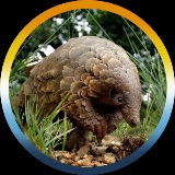 EretThePangolin