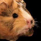 PigDan