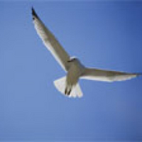 BlueGull