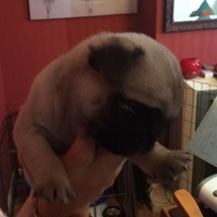 Garfield's life of π