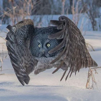 Wol-chik