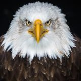 Reuv