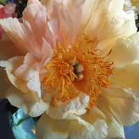 Peonia_Coral_Charm