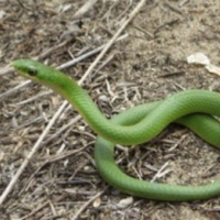 little green snake in the sun