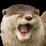 otter