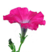 chpetunia