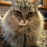 Lorenzo