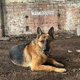 Wonder dog!