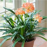 Clivia
