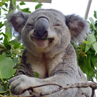 GrumpyKoala007
